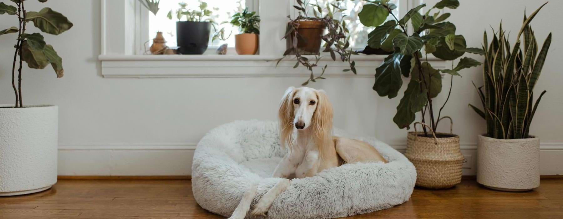 large dog sits in its bed under a windowsill full of potted plants
