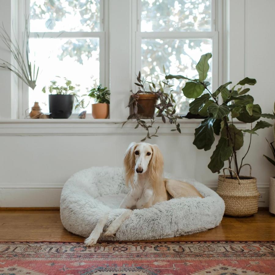large dog sits in its bed under a windowsill full of potted plants